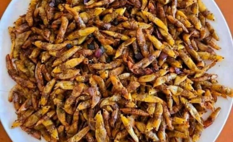 Grasshoppers Are Eaten and Enjoyed In Parts of Africa